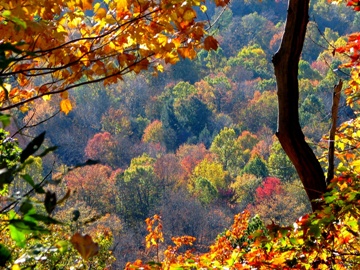 This magnificent photo of Fall Foliage - a scene typically seen in cooler climes in September - was taken by John Boyer of Jacksonville, Florida.